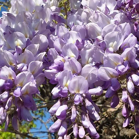 Сasa de vacaciones Pancho Sukošan