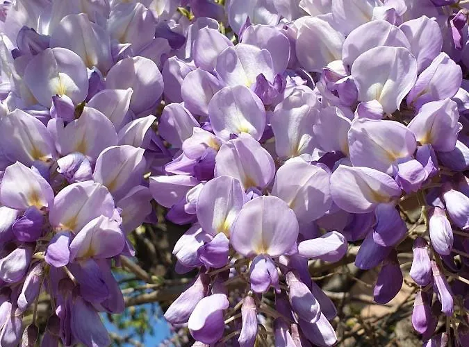 度假居 Pancho Sukošan